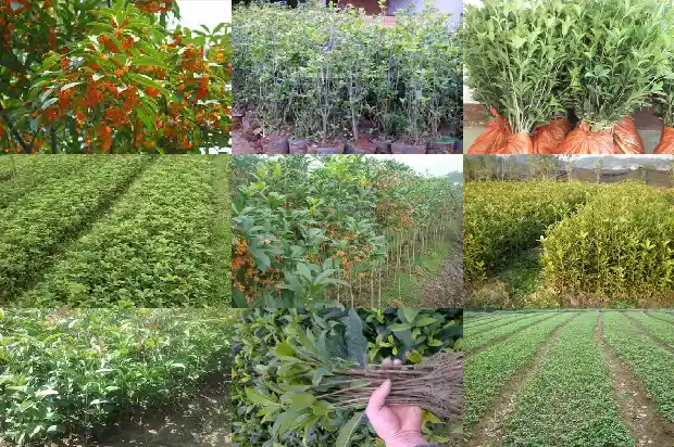桂花树春天是什么样子的1683505974731