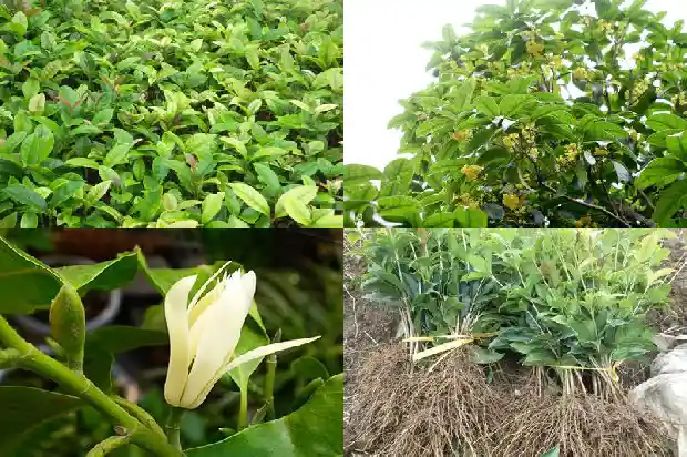 桂花树一年四季都是绿色的吗怎么养护呢1683506049658