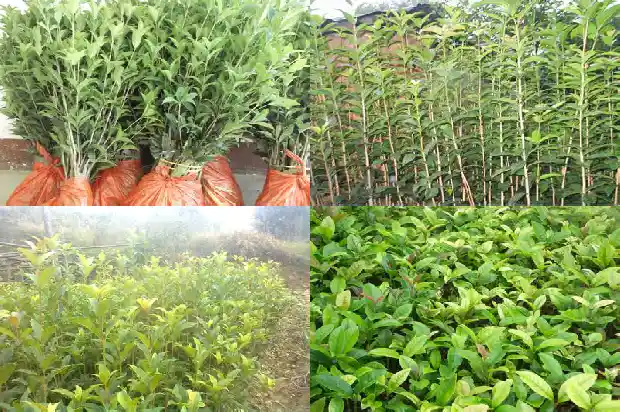 桂花树一年四季都是绿色的吗怎么养活的1683506132405
