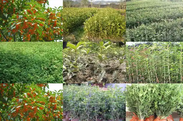 桂花树一年四季都是绿色的吗怎么养活的1683506132453