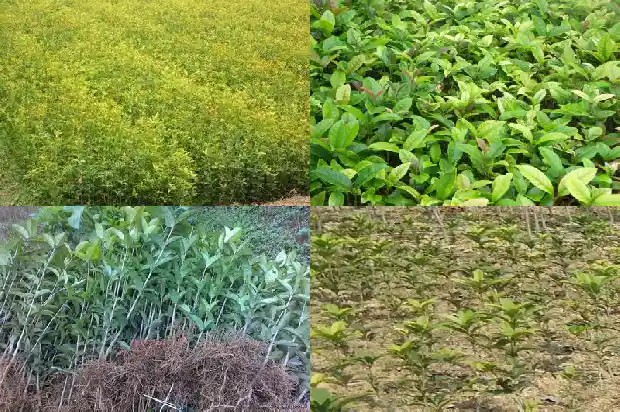 桂花树一年四季都是绿色的吗怎么养活的1683506132500