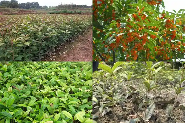 桂花树是不是一年四季都是绿色的植物呀1683506209832
