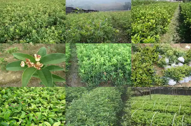 桂花树是不是一年四季都是绿色的植物呀1683506209879
