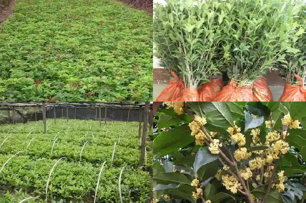桂花树是不是一年四季都是绿色的花呀1683506290849