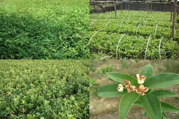 桂花树是不是一年四季都是绿色的花呀1683506290897