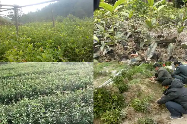 桂花树是不是一年四季都是绿色的花呀1683506290945