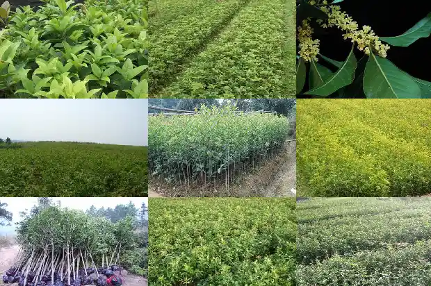 门口适合种桂花树吗北方1688607940690