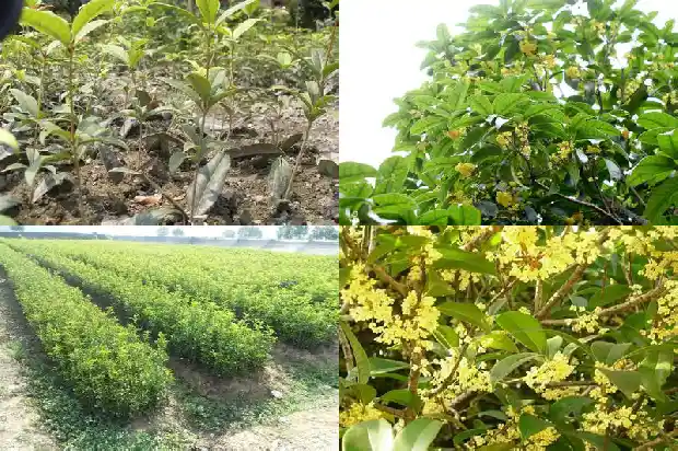 桂花树为什么一年四季都是绿色的花1683506524512