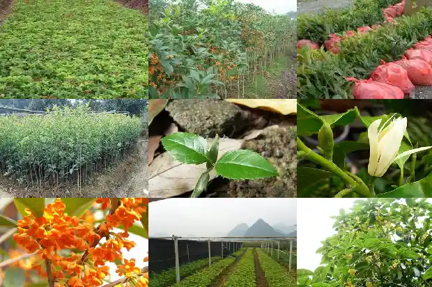 桂花树为什么一年四季都是绿色的花1683506524560