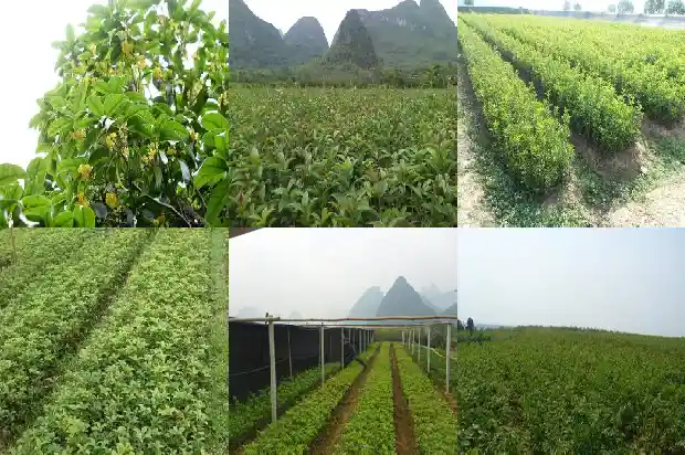 桂花树为什么一年四季都是绿色的花1683506524608