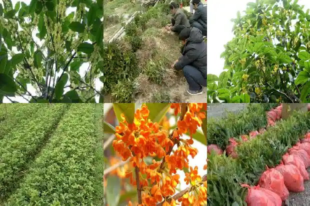 桂花树一年四季都是绿的吗为什么1683506595602