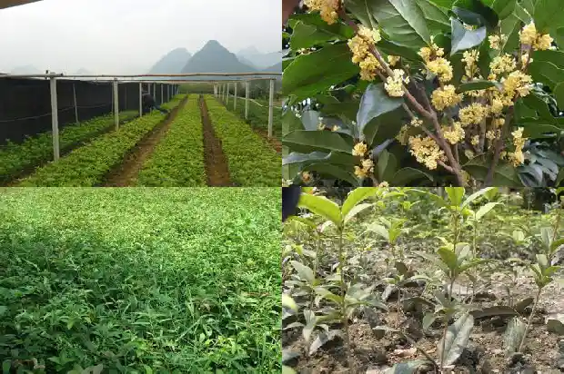 桂花树一年四季都是绿的吗为什么1683506595650
