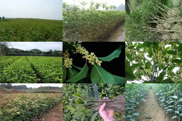 桂花树一年四季都是绿的吗为什么1683506595698