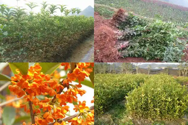桂花树四季常青吗?1683506696049