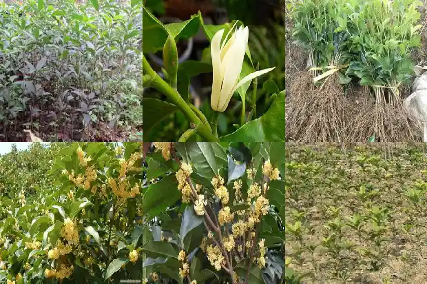 桂花树四季常青吗?1683506696097