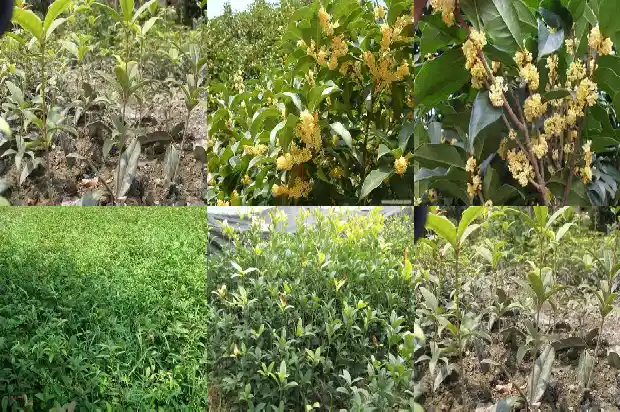 桂花树几厘米开花1690677737854