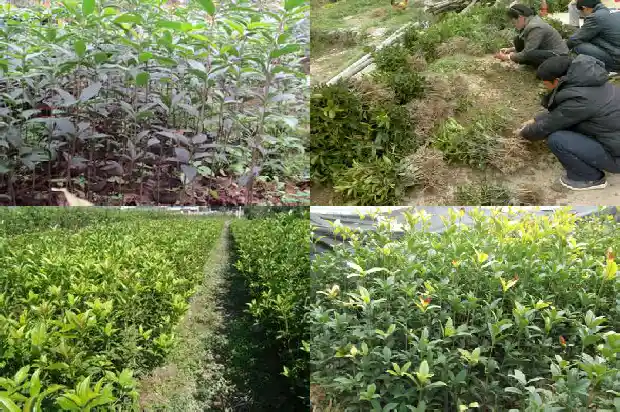 桂花开得晚了一个月1688861432133