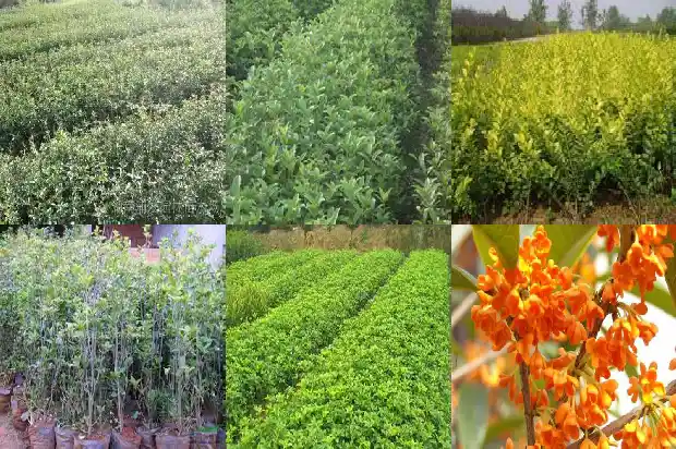桂花树是不是四季常青的1683506936859