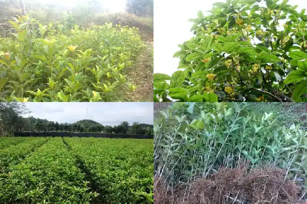 桂花树是不是四季常青的1683506936907