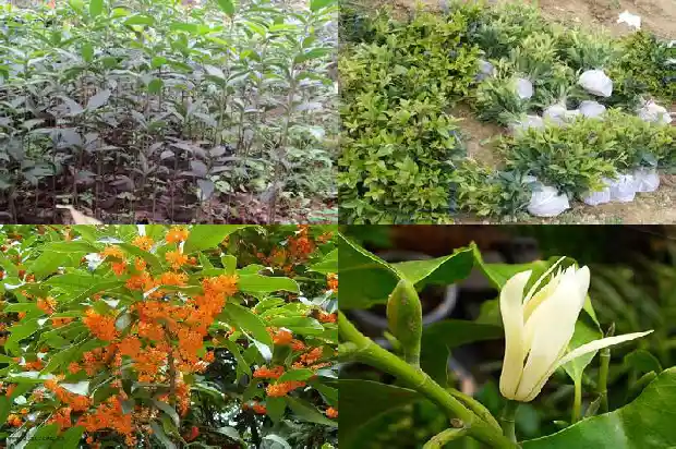 桂花树是常绿吗1683507031536