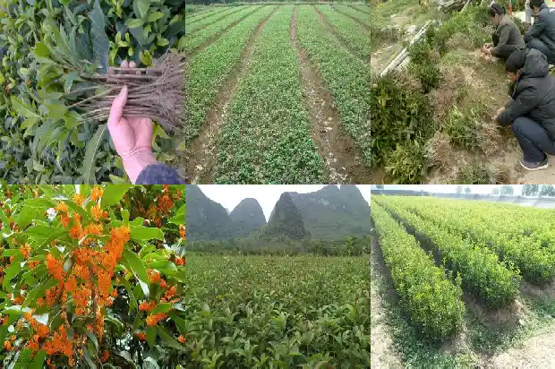 桂花树是多年生植物吗1683507067490