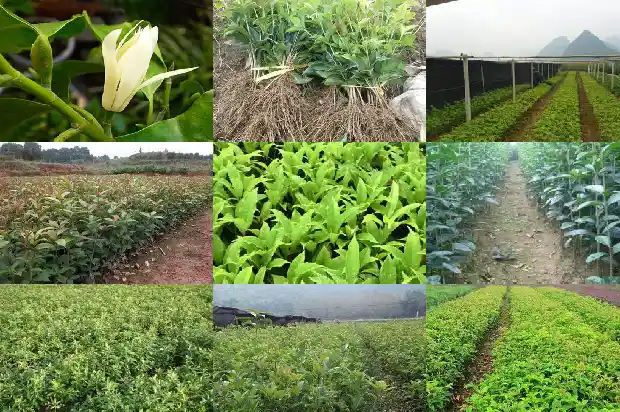 桂花树是多年生植物吗1683507067586