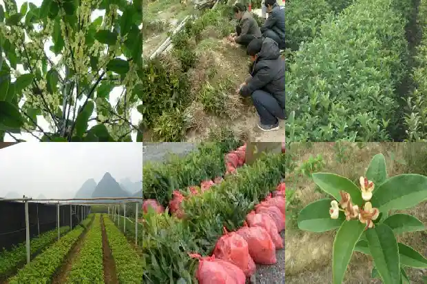 桂花树是多年生植物吗1683507067634