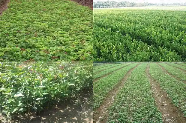 桂花树属于常绿树吗1683507097860