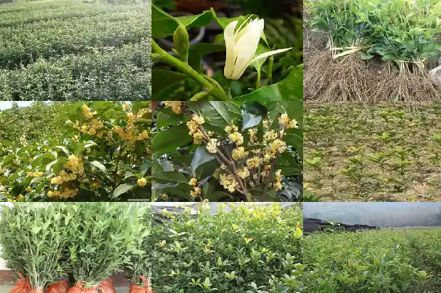 桂花树是常绿树吗还是落叶树呢1683507158392