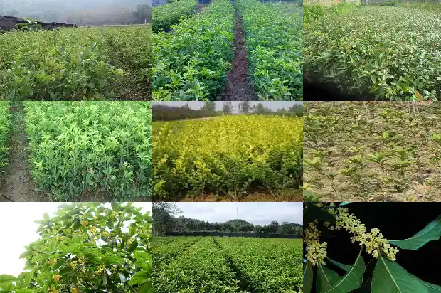 桂花树是常绿树吗还是落叶树呢1683507158440