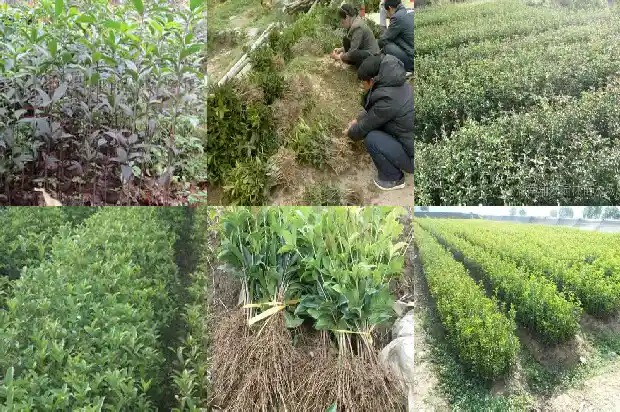 桂花树是落叶树吗?1683507190483