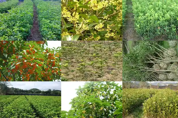 桂花树是不是落叶植物1683507220173