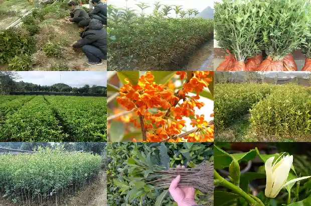 桂花树是不是落叶植物1683507220221