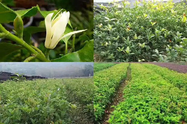 桂花树是植物嘛还是花1683507247817