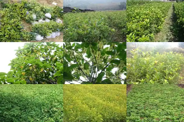 桂花树是植物嘛还是花1683507247864