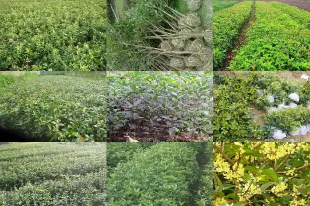 十公分桂花树多少钱1棵呢1689838396213