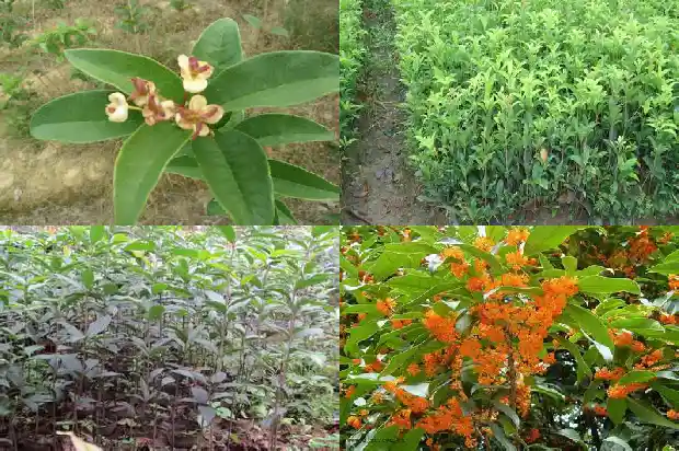 桂花树是常绿硬叶林吗1683507280290