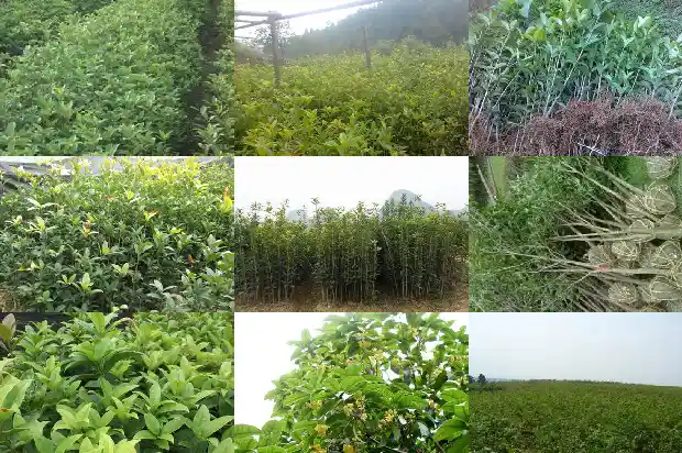 桂花树是常绿硬叶林吗1683507280336