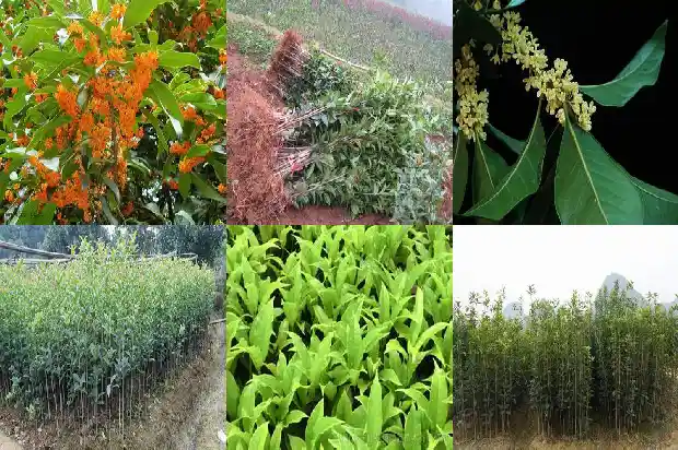 桂花树是常绿硬叶林吗1683507280384