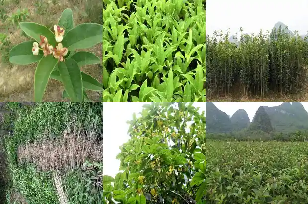 桂花树是常绿硬叶阔叶林吗对吗1683507314915