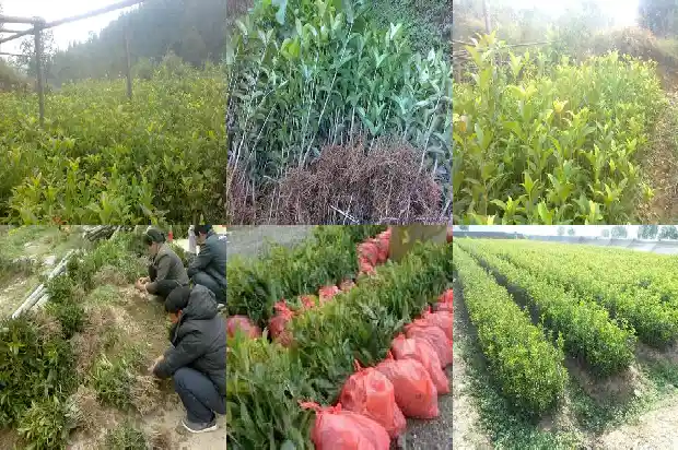 桂花树是常绿硬叶阔叶林吗对吗1683507314962