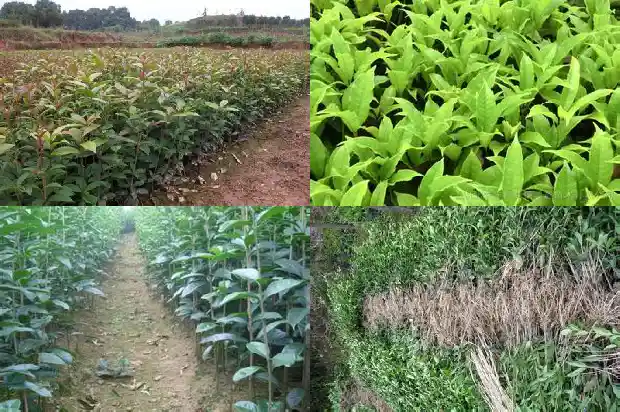 桂花树是常绿硬叶阔叶林吗对吗1683507315010