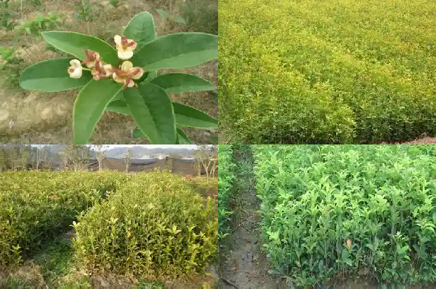 桂花树是常绿硬叶阔叶林吗对吗1683507315058
