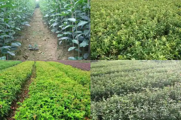 桂花树是常绿植物还是落叶植物呢1683507346745