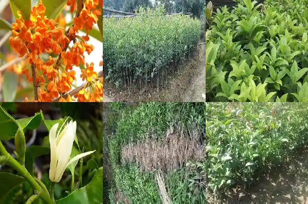 桂花树是常绿植物还是落叶植物呢1683507346791