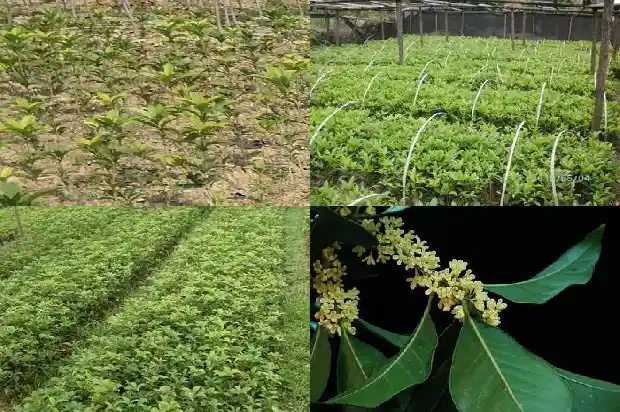桂花用什么肥最好1688431677716