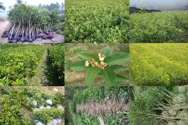 桂花是落叶树还是常绿树1683507381449