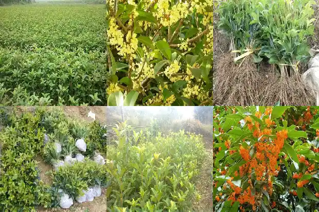 桂花是落叶树还是常绿树1683507381495