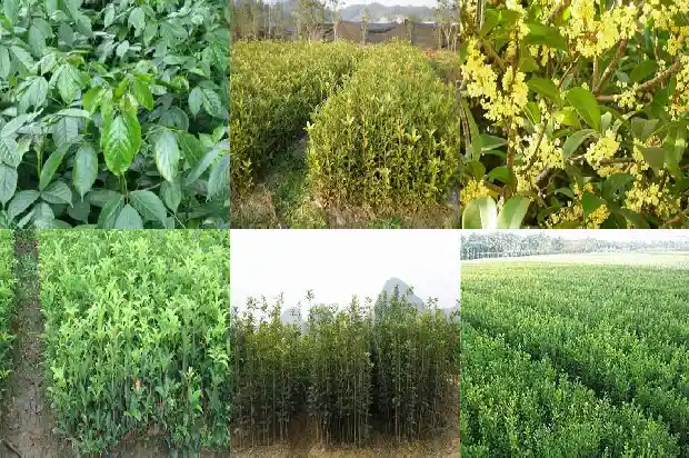 桂花是落叶树还是常绿树1683507381543