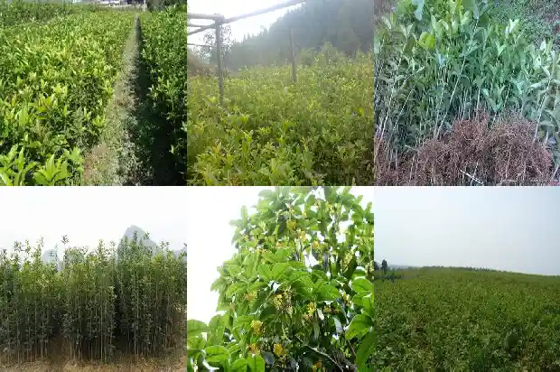 桂花树是不是常绿植物之一1683507434109